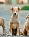India's growing Rabies threat: Why urgent action is needed to protect communities70