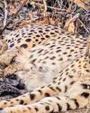 Indian-born cheetah welcomes 5 cubs at Kuno, shows adaptation Indian-born cheetah welcomes 5 cubs at Kuno, shows adaptation26