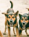 MCD panel proposes strict, ward-level plan for stray dog control MCD panel proposes strict, ward-level plan for stray dog control10