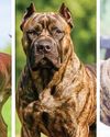 Peta India urges ban on aggressive dog breeds20
