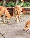 MCD plans new shelters to manage rising stray dog concerns MCD plans new shelters to manage rising stray dog concerns12