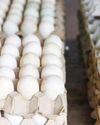 FSSAI to collect samples to check nitrofurans presence in eggs FSSAI to collect samples to check nitrofurans presence in eggs37