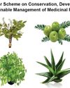 INDIA'S TRADITIONAL MEDICINE SYSTEMS INDIA'S TRADITIONAL MEDICINE SYSTEMS38