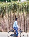 ISMA seeks higher sugar Minimum Selling Price to safeguard financial health of sugar farmers ISMA seeks higher sugar Minimum Selling Price to safeguard financial health of sugar farmers34