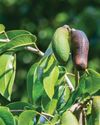 Little-known tree, big promise: Jatobá's rise to functional food—and bioactive research70