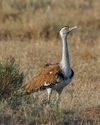 Supreme Court Redraws Bustard Safeguards Map69