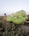 Pakistan's Cotton Market in Turmoil Amid Prolonged KCE Closure Pakistan's Cotton Market in Turmoil Amid Prolonged KCE Closure41