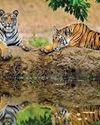 MP records 55th tiger death this year, highest since project tiger began36