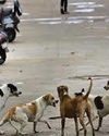 Delhi teachers to be appointed nodal officers in stray dog-related matters20