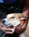 Neighbours clash over pet dog bite incident in Delhi's Geeta colony20
