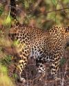 Karnataka Govt orders probe into death of pregnant leopard near Bengaluru Karnataka Govt orders probe into death of pregnant leopard near Bengaluru19