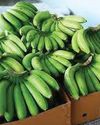Karnataka’s GI-tagged Bananas, Betel Leaves, and Limes exported to Maldives33