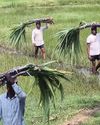 Punjab launches Rs 68.5 sugarcane subsidy, boosts farmers' income1