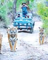 FROM TIGERS TO TEMPLES: EXPLORING SAWAI MADHOPUR49