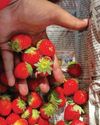 FACT CHECK: Does the Strawberry-Dark Chocolate Combo Really Help Period Pain? FACT CHECK: Does the Strawberry-Dark Chocolate Combo Really Help Period Pain?71