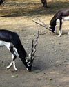 Activist seeks CBI probe into Delhi Zoo lapses17