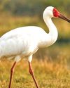 THE JOURNEY OF SIBERIAN CRANES: FROM SIBERIA TO INDIA48
