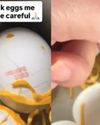Zepto egg order sparks plastic scare, Eggoz rejects claim, cites food safety norms71