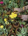 HEALING THE PLANET: HOW INDIA IS PROTECTING ITS MEDICINAL PLANT HERITAGE37
