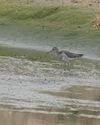 Rare Little Stints arrive in Thoothukudi amid alarm over future migration due to habitat loss25