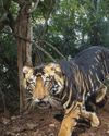 Rare melanistic tiger skin seized in Similipal, 12 arrested, main accused absconding30