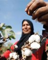 Pakistan cotton revival stalled as PCCC-PARC merger delayed52