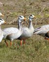 Birds of Feather Flock together - A heaven for Bird watchers50