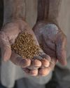 Pakistan farmers struggle with harvest mechanisation costs59