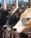 Assam Muslim groups appeal against cow slaughter before Bakrid Assam Muslim groups appeal against cow slaughter before Bakrid30
