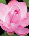 THE LOTUS AND THE LIGHT THE LOTUS AND THE LIGHT78