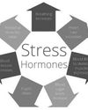 HIGH CORTISOL LEVELS: UNDERSTANDING THE SILENT STRESS HORMONE AND HOW TO CONTROL IT HIGH CORTISOL LEVELS: UNDERSTANDING THE SILENT STRESS HORMONE AND HOW TO CONTROL IT42
