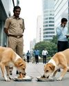 2.79 लाख से ज्यादा आवारा कुत्तों को चिकनी बिरयानी खिलाएगी सरकार Aaj Samaaj