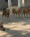 आश्रय स्थल नहीं होने से लावारिस कुत्तों को पकड़ने में आ सकती है रुकावट11