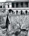 खाद्य आत्मनिर्भरता की सूत्रधार रहीं इंदिरा गांधी26