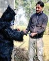 खेतों में भालू के कपड़े पहनकर घूम रहे किसान29