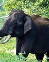 लातेहार में हाथियों का कहर, 21 साल के युवक को कुचलकर मार डाला लातेहार में हाथियों का कहर, 21 साल के युवक को कुचलकर मार डाला27