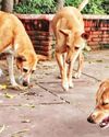 छत्तीसगढ़ के कॉलेज-यूनिवर्सिटी में आवारा कुत्तों की निगरानी करेंगे प्रोफेसर छत्तीसगढ़ के कॉलेज-यूनिवर्सिटी में आवारा कुत्तों की निगरानी करेंगे प्रोफेसर35