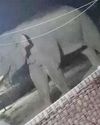 झारखंड-ओडिशा सीमा पर हाथी का आतंक, 22 मौतें झारखंड-ओडिशा सीमा पर हाथी का आतंक, 22 मौतें30