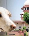 कुत्ते के काटने पर भारी मुआवजा तय होगाः सुप्रीम कोर्ट1