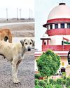 आवारा कुत्तों के हमलों पर सुप्रीम कोर्ट की सख्त टिप्पणी मौतों के लिए नगर निकाय के साथ ही डॉग फीडर्स भी जिम्मेदार1