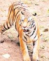 राजमुंदरी शहर के आसपास बाघ देखे जाने से दहशत, वन विभाग अलर्ट23