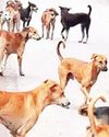 काटने की घटनाएं बढ़ने पर तेलंगाना के छह जिलों में 1600 से ज्यादा कुत्ते मारे!24