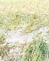 आंधी-पानी का यूपी के दो दर्जन जिलों में खेती पर कहर आंधी-पानी का यूपी के दो दर्जन जिलों में खेती पर कहर32