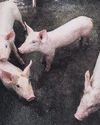 Unlicensed Central Luzon hog farms ordered to explain failure to register9