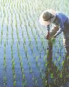 Marcos says tech critical to attracting younger farmers15