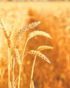 Chicago wheat falls ahead of Zelensky and Pres. Trump weekend peace talks20
