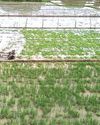 Rice farmers in the Philippines face more pressure as imports resume1