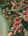 Historically high coffee prices seen leading to future crises, Illy says Historically high coffee prices seen leading to future crises, Illy says12