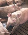Spanish pork import ban lifted after ASF regionalization deal19