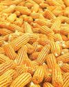 Argentina announces gradual cuts to soy, corn export tax in next few years Argentina announces gradual cuts to soy, corn export tax in next few years19